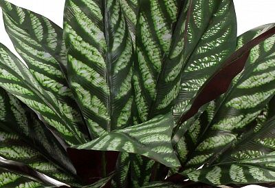 Alocasia Lefara cachepot Dekollete Gurido 20 color