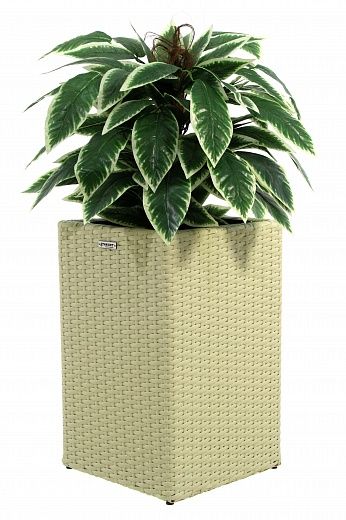 Croton Claire Cachepot Dekollete Rattan Cube 50 color