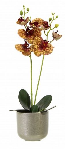 Orchid Phalaenopsis Camira cachepot Dekollete Silver