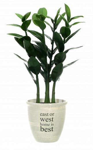 Zamioculcas Cargon Quattro