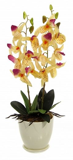 Orchid Phalaenopsis Attan Bee Cachepot Dekollete Mini