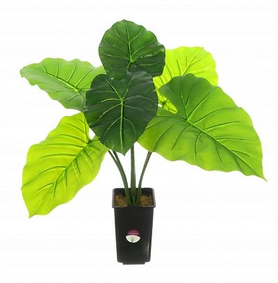 Philodendron Dodi available to order 1 piece