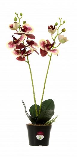 Orchid Phalaenopsis Camira