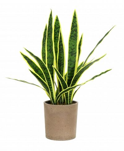 Sansevieria Gurun Cinco Cachepot Dekollete Concrete 17