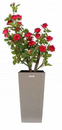 Rose Neiva cachepot Dekollete Kuno 46 Eco