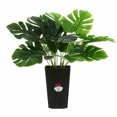 Monstera San in cachepot