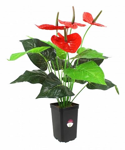 Anthurium Claire