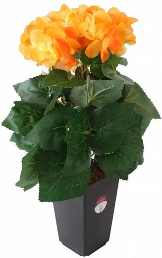 Begonia Lopri