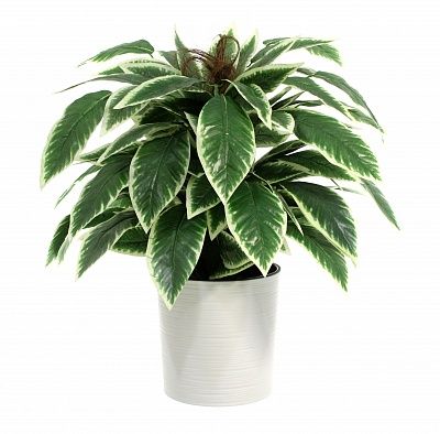 Croton Claire Cachepot Dekollete Clasico 30