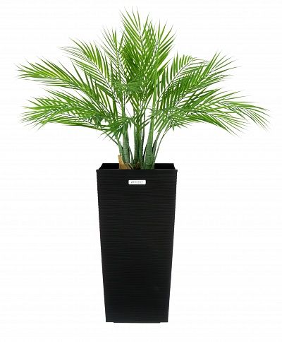 Palm Pichino Fitta Cachepot Dekollete Kuno 46 Echo