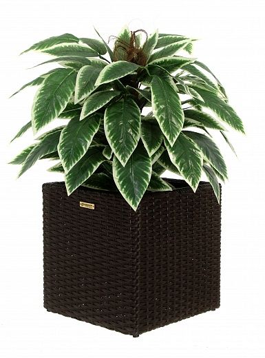 Croton Claire Cachepot Dekollete Rattan Cube 32