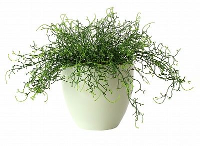 Tillandsia Noah Charm Cachepot Dekollete 18