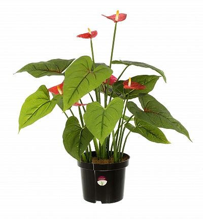 Anthurium Tavira