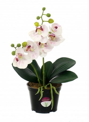 Kamira orchid mini