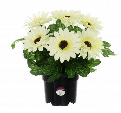 Gerbera Laura in cachepot available to order 6 pieces