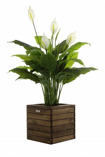 Spathiphyllum Triere cachepot Dekollete Roca Cube 30