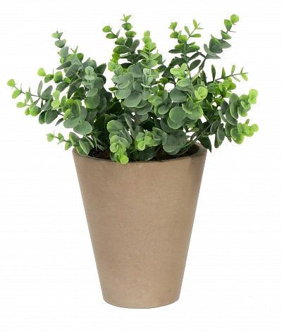 Eucalyptus Lozanne pot Dekollete Concrete 17