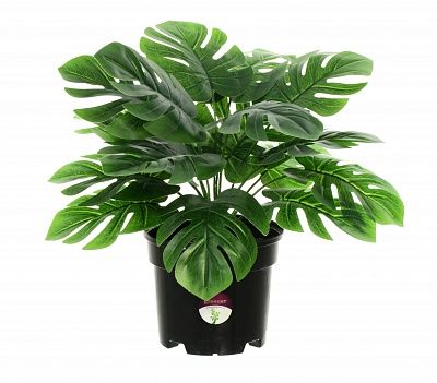 Monstera san pot 13