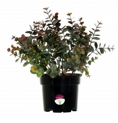 Eucalyptus Lozanno in a cachepot