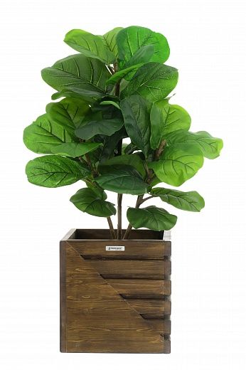 Ficus Lirata Alto cachepot Dekollete Stream