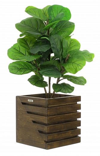 Ficus Lirata Alto cachepot Dekollete Stream