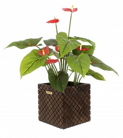 Anthurium Tavira cachepot Dekollete Gurido 20 color