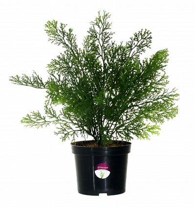 Cypress Latengo in a cachepot