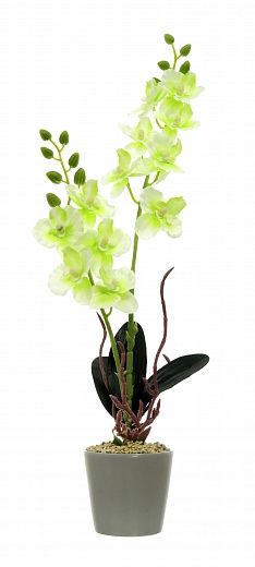 Orchid Phalaenopsis Seattle cachepot Dekollete Piccolo 8