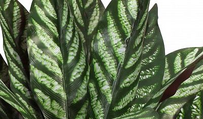 Alocasia Lefara cachepot Dekollete Gurido 20 color