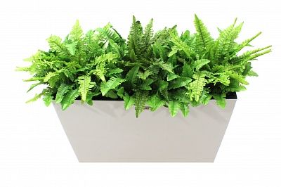 Fern Nephrolepis Jaffe cachepot Dekollete 36