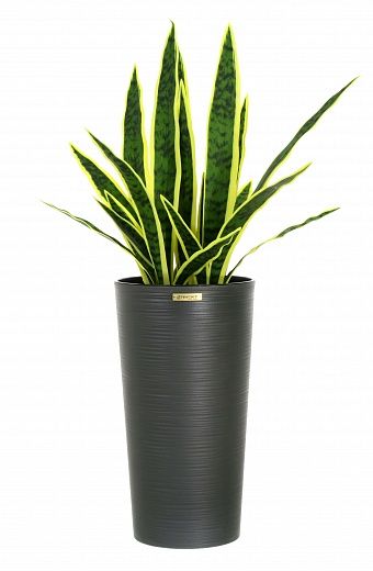 Sansevieria Gurun Cinco Cachepot Dekollete Serso 46