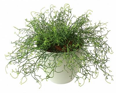 Tillandsia Noah Charm Cachepot Dekollete 18