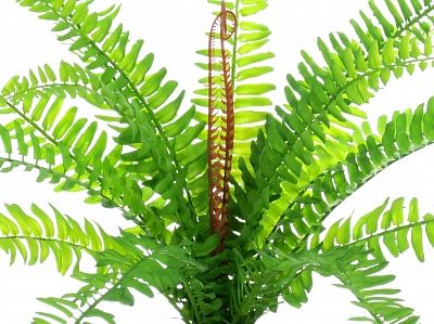 Acrata Fern in cachepot