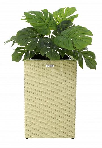 Monstera Moran Duo cachepot Dekollete Rattan Cube 50 color