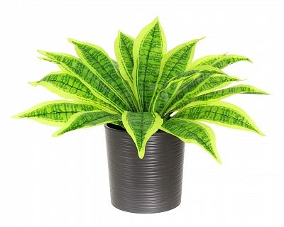 Dracaena Tiger cachepot Dekollete Clasico 19