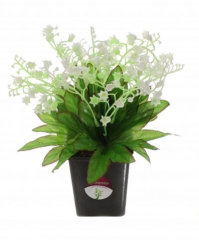 Lily of Pavo in cachepot