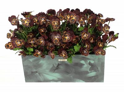 Grey Pansies L