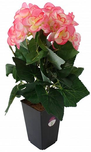 Begonia Lopri