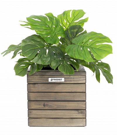 Monstera Moran Duo cachepot Dekollete Roca Cube 30