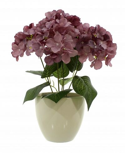 Hydrangea Satie cachepot Dekollete 15