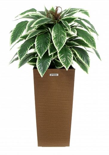 Croton Claire Cachepot Dekollete Kuno 46 Eco