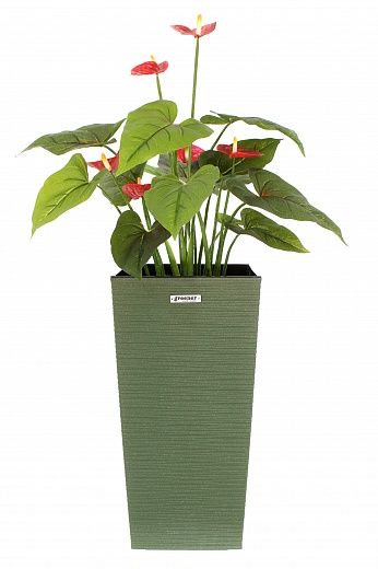 Anthurium Tavira cachepot Dekollete Kuno 46 Eco