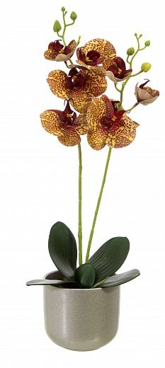 Orchid Phalaenopsis Camira cachepot Dekollete Silver