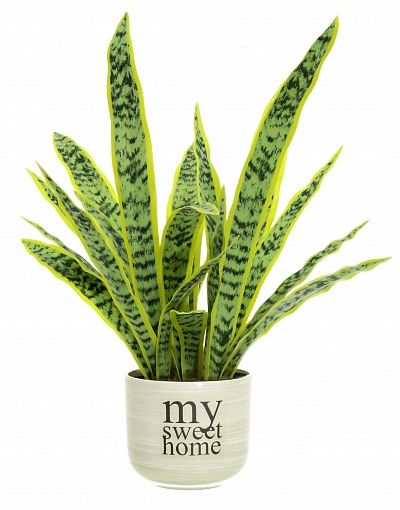 Sansevieria Gurun Cinco