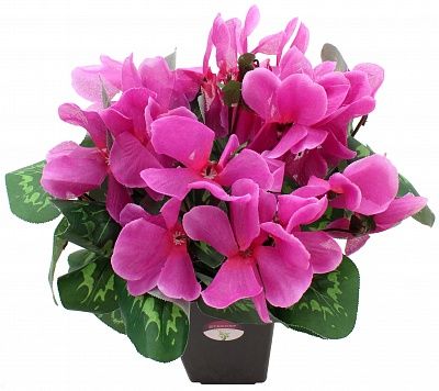 Cyclamen Rodis