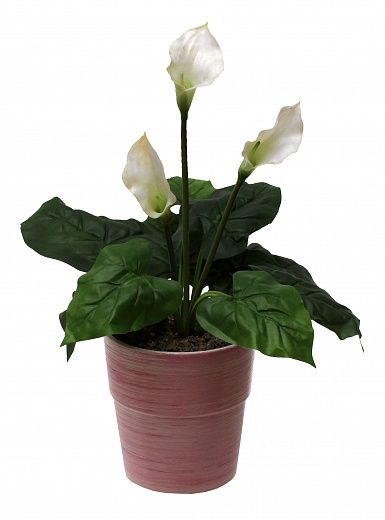 Calla Irby Cachepot Dekollete