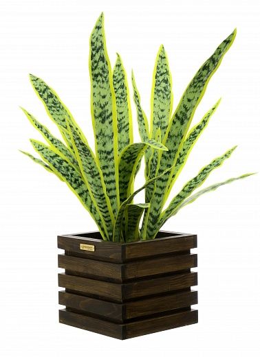 Sansevieria Gurun Cinco cachepot Dekollete Bandas 20 color