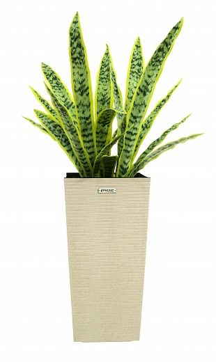 Sansevieria Gurun Cinco Cachepot Dekollete Kuno 46 Echo