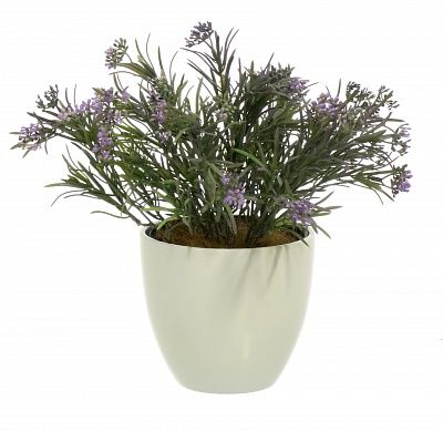 Veresque Migo planter Dekollete 12