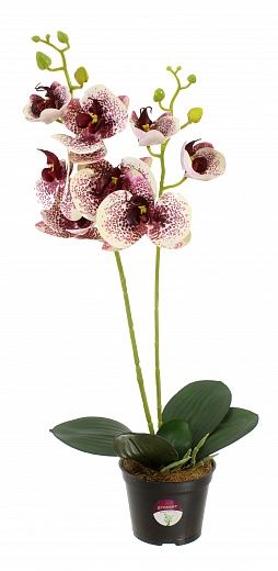 Orchid Phalaenopsis Camira